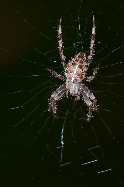 Araneus diadematus